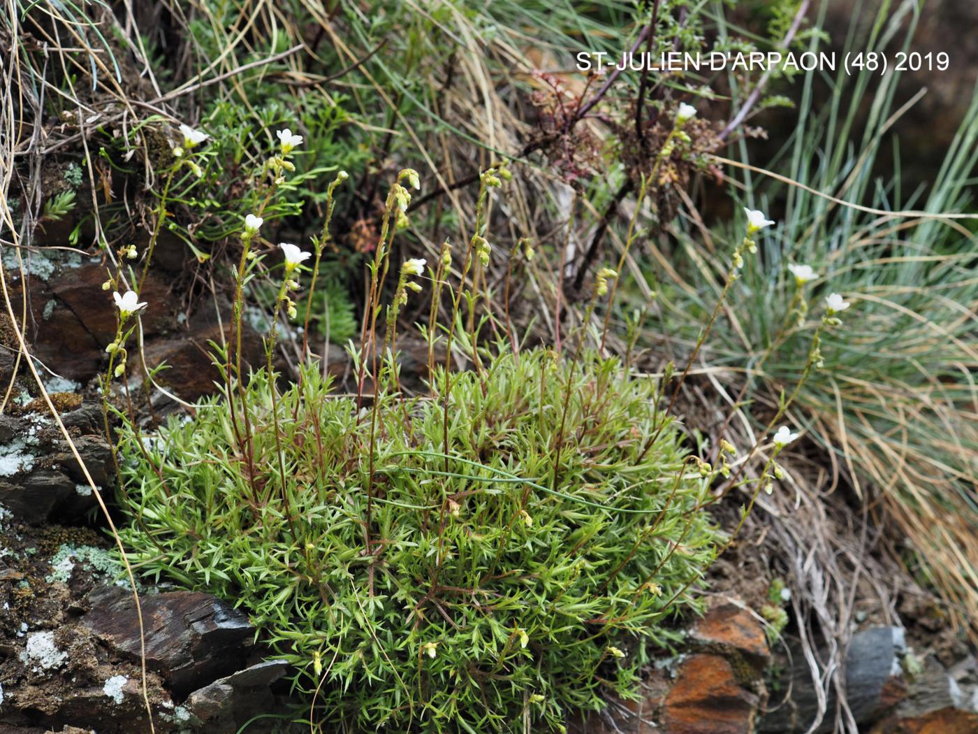 Saxifrage, Mossy plant